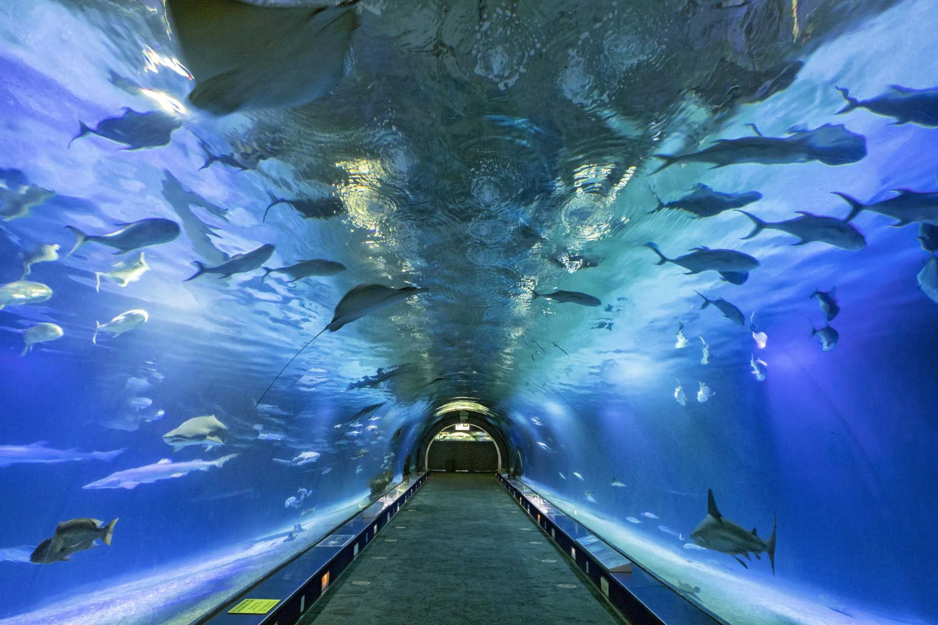 L'Oceanogràfic de Valence